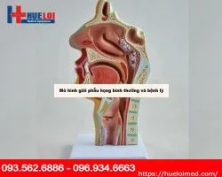 Mô hình giải phẫu họng bình thường và bệnh lý