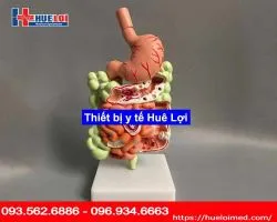 MÔ HÌNH GIẢI PHẪU HỆ TIÊU HÓA 3D