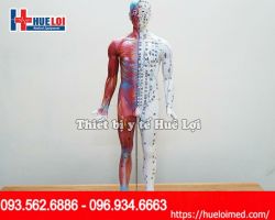 MÔ HÌNH HUYỆT VỊ GIẢI PHẪU 85CM