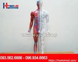 MÔ HÌNH HUYỆT VỊ GIẢI PHẪU 85CM