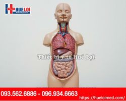 Mô hình giải phẫu nội tạng cơ thể người - Mô hình trung tính