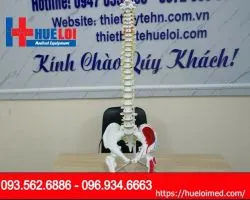 Mô hình xương cột sống và khung chậu 83cm