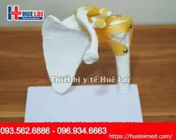 Mô Hình cấu tạo Xương Khớp Bả Vai Kèm Dây Chằng