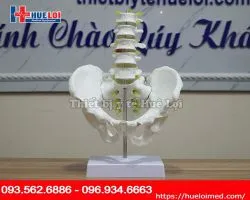 Mô hình cột sống thắt lưng chậu kèm rễ thần kinh