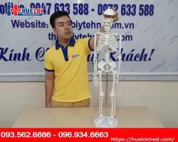 Mô hình giải phẫu hệ xương người 85cm