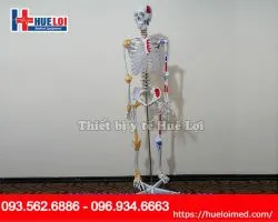 Mô hình giải phẫu xương người 170cm đa chức năng