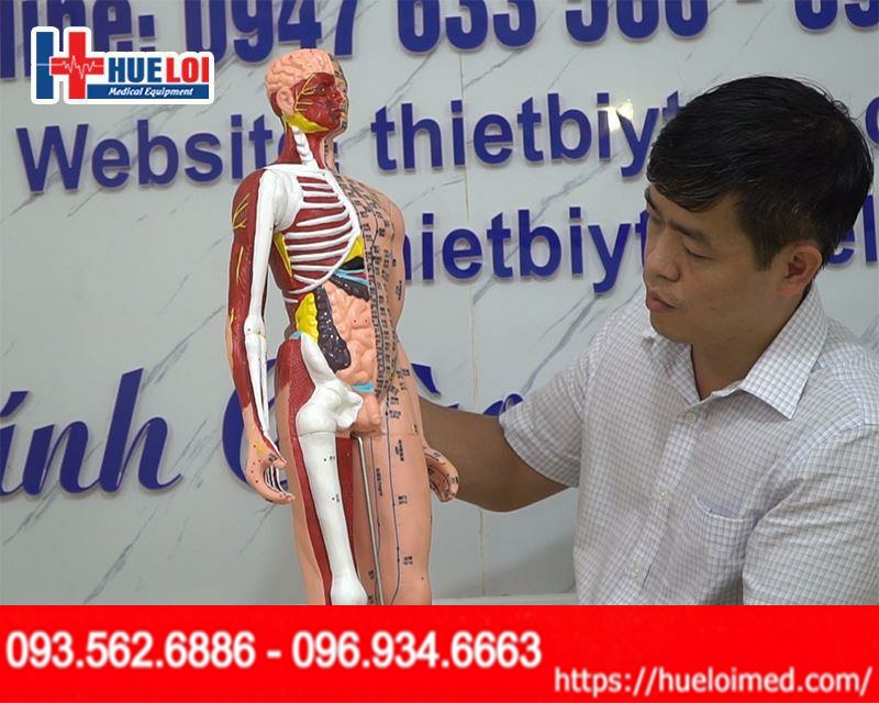 Mô hình huyệt vị 85cm