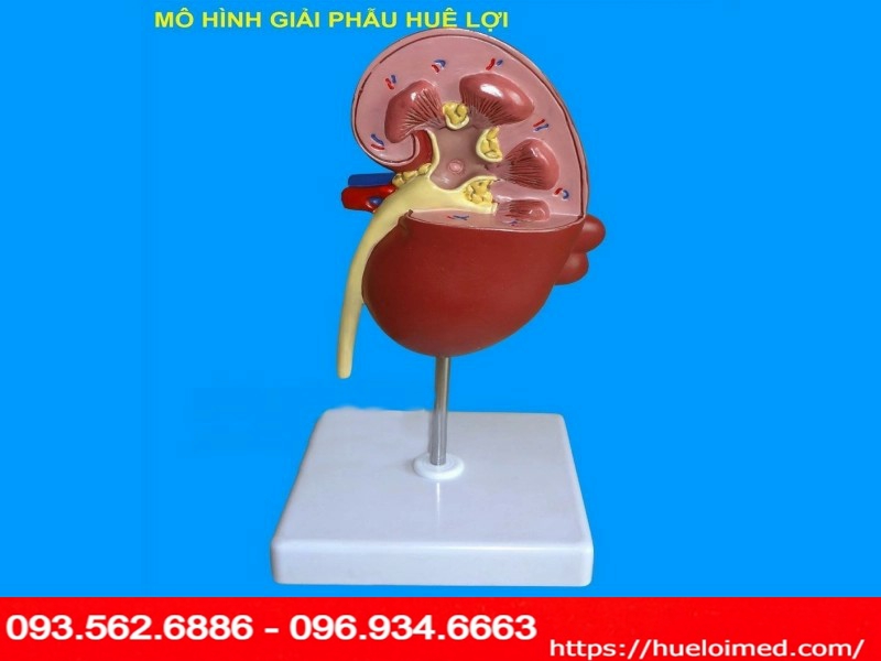 Mô hình bệnh lý thận