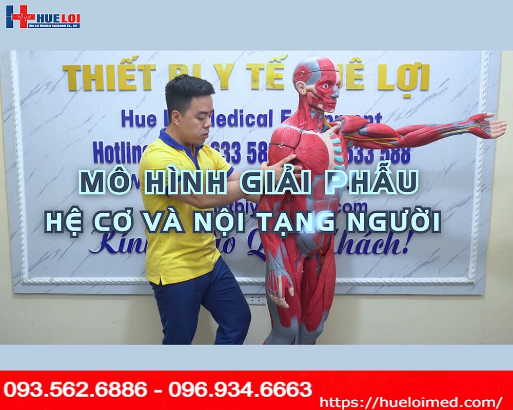 Mô hình giải phẫu cơ và nội tạng toàn cơ thể