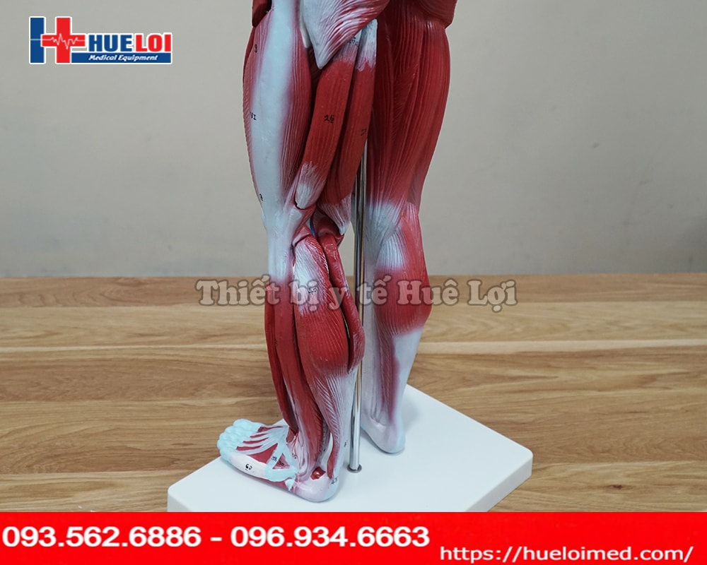 Mô hình giải phẫu cơ và nội tạng 78cm