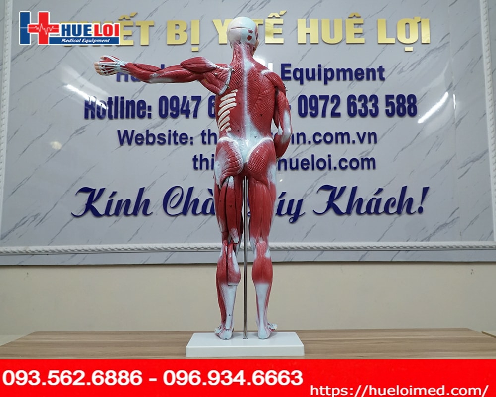 Mô hình giải phẫu cơ và nội tạng 78cm