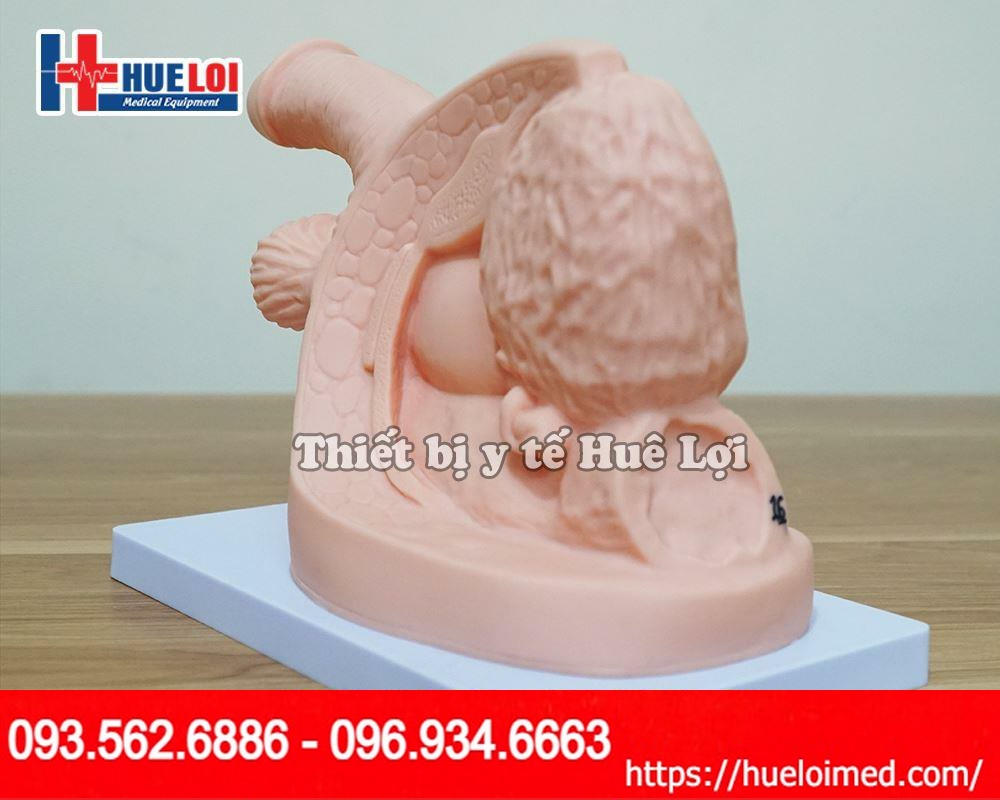 Mô hình thực hành đặt thông tiểu nam