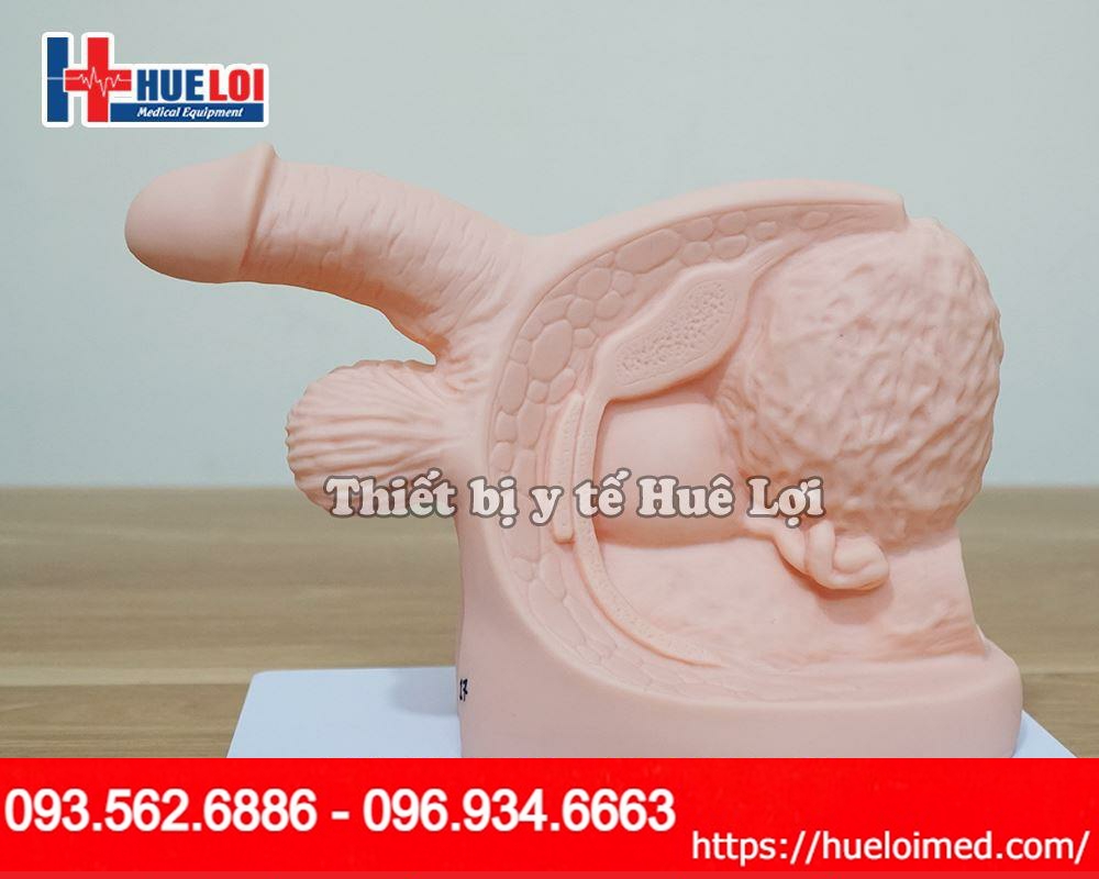 Mô hình thực hành đặt thông tiểu nam