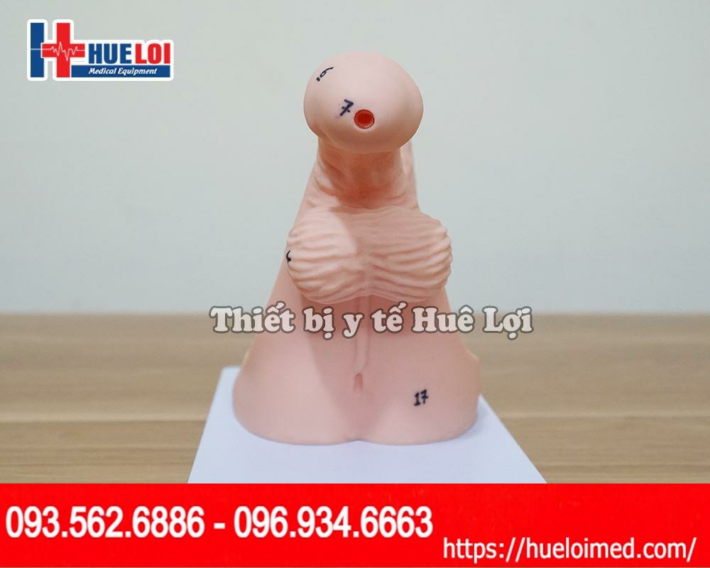 Mô hình thực hành đặt thông tiểu nam