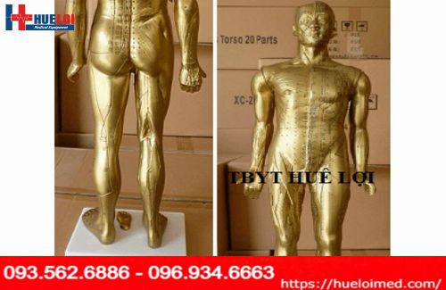 Mô hình huyệt vị cơ thể người 178cm màu đồng