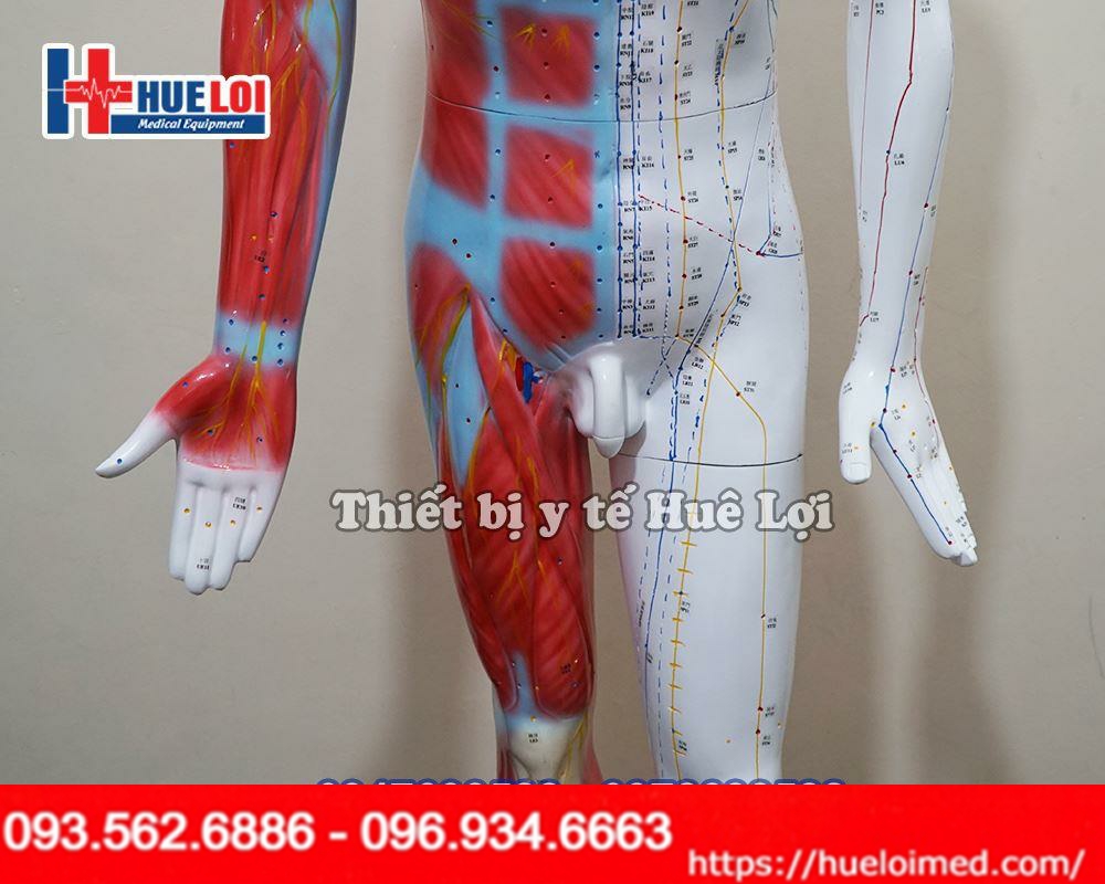 Thông số kỹ thuật của Mô hình huyệt vị cao 178cm