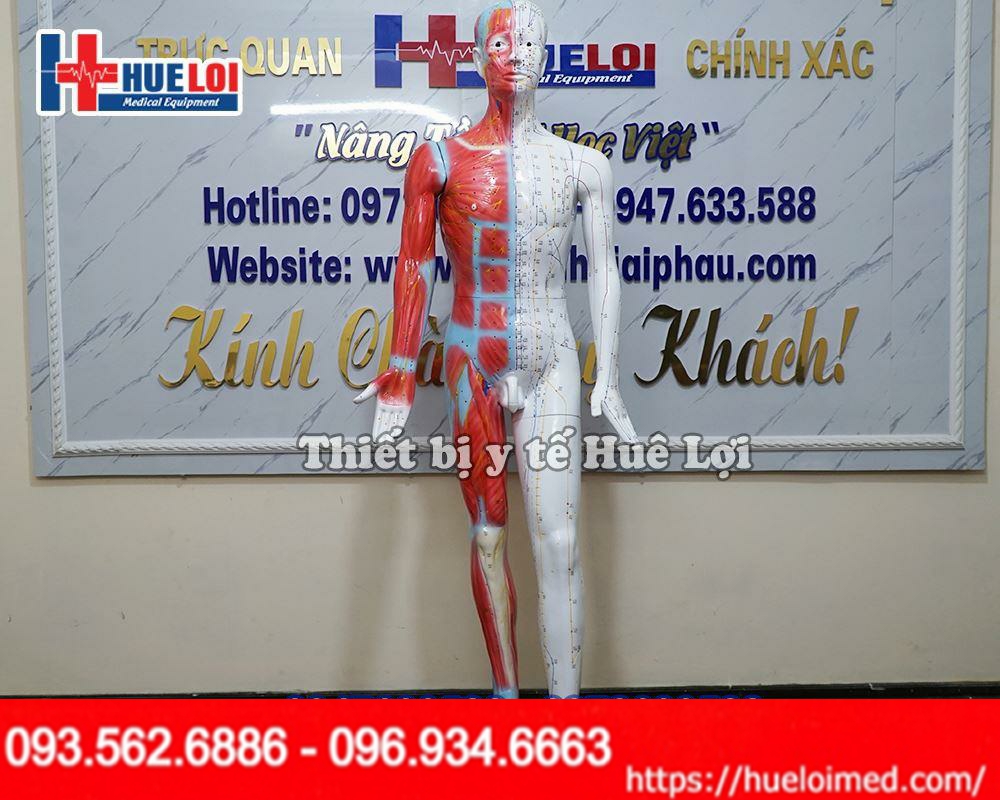 Thông số kỹ thuật của Mô hình huyệt vị cao 178cm