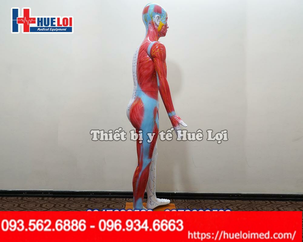 Thông số kỹ thuật của Mô hình huyệt vị cao 178cm