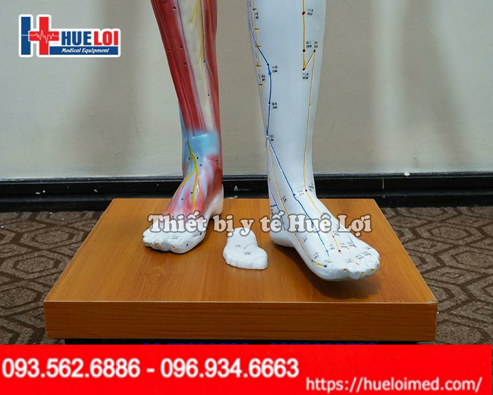 Thông số kỹ thuật của Mô hình huyệt vị cao 178cm