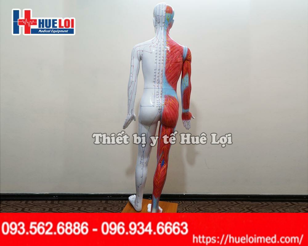 Thông số kỹ thuật của Mô hình huyệt vị cao 178cm