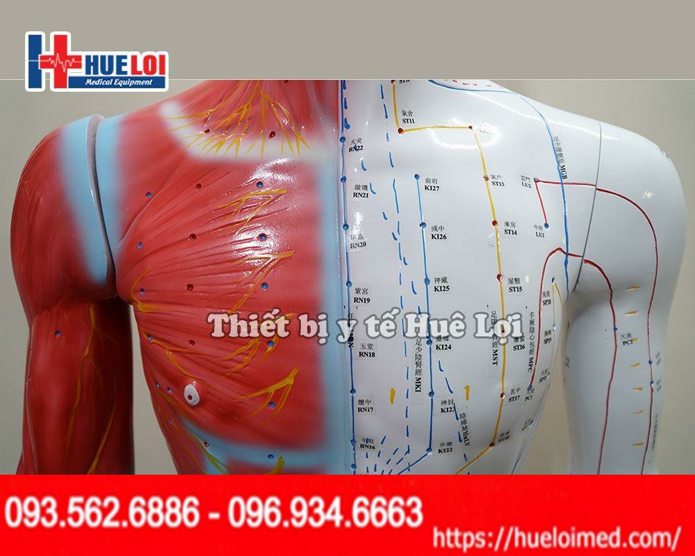 Thông số kỹ thuật của Mô hình huyệt vị cao 178cm