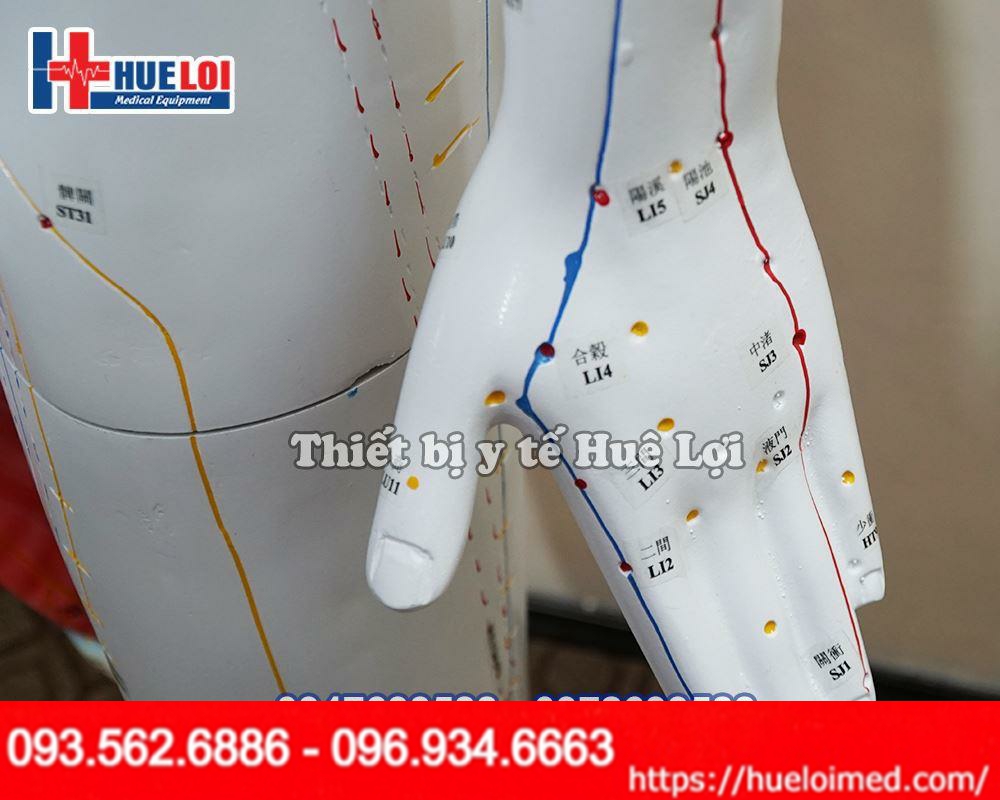 Thông số kỹ thuật của Mô hình huyệt vị cao 178cm