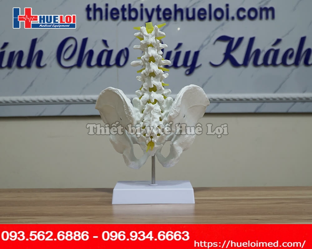 Mô hình xương khung chậu có rễ thần kinh