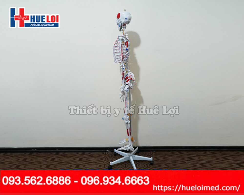 mô hình xương người cao 170cm có dây chằng và điểm bám