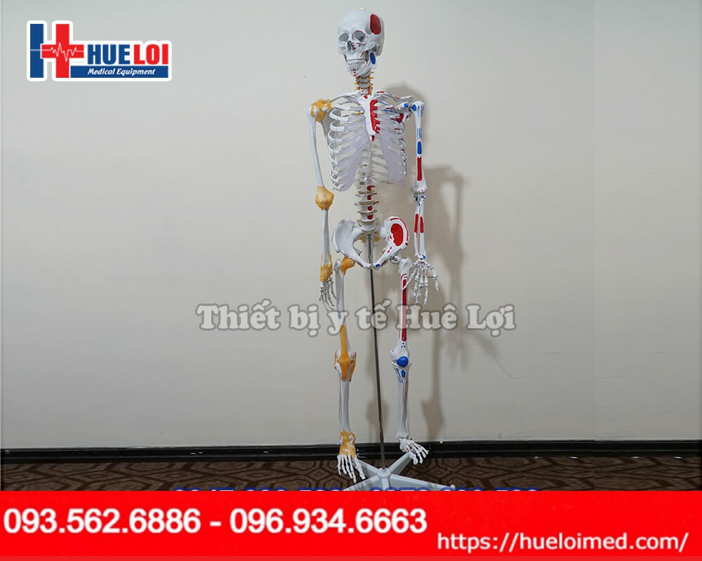 mô hình xương người cao 170cm có dây chằng và điểm bám